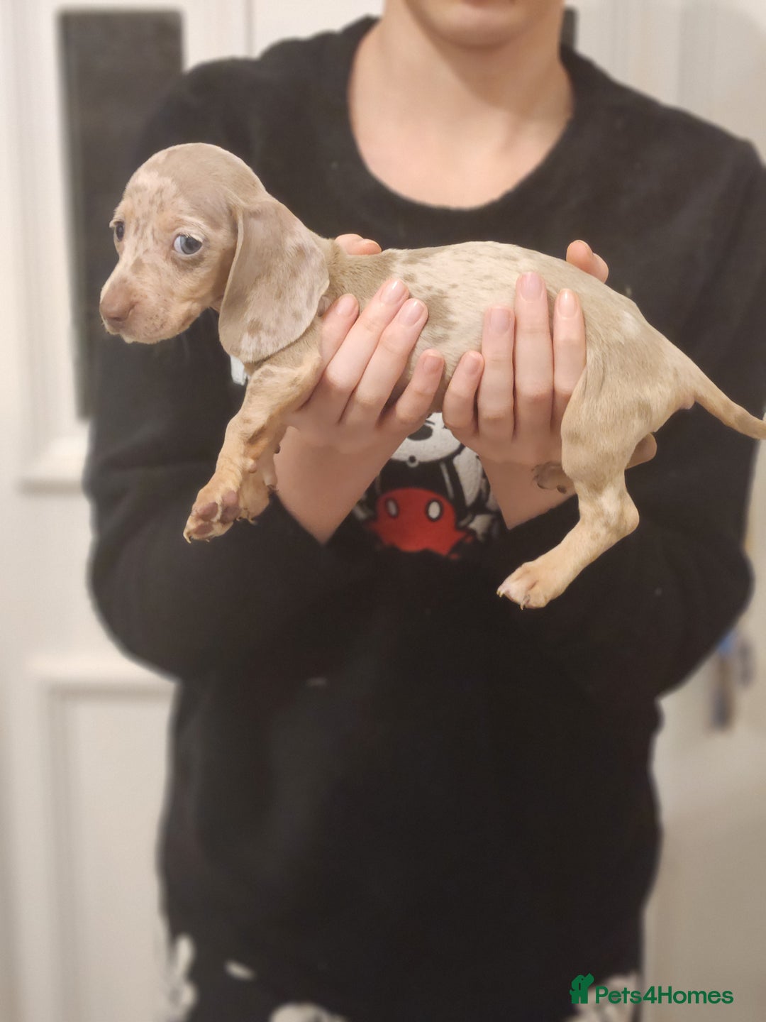 Dachshund dogs for sale: Miniture dashounds - Advert 8