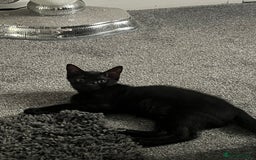 Mixed Breed cats for sale: Kitten - Image 1