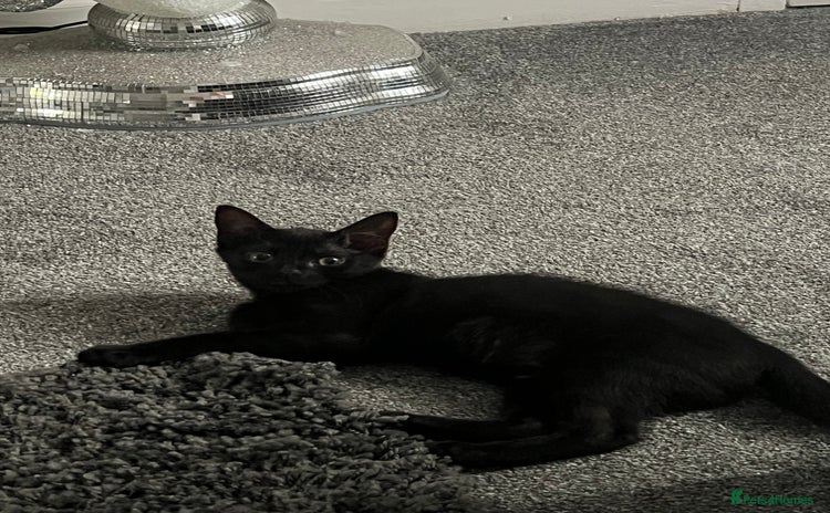 Mixed Breed cats for sale - Advert 1