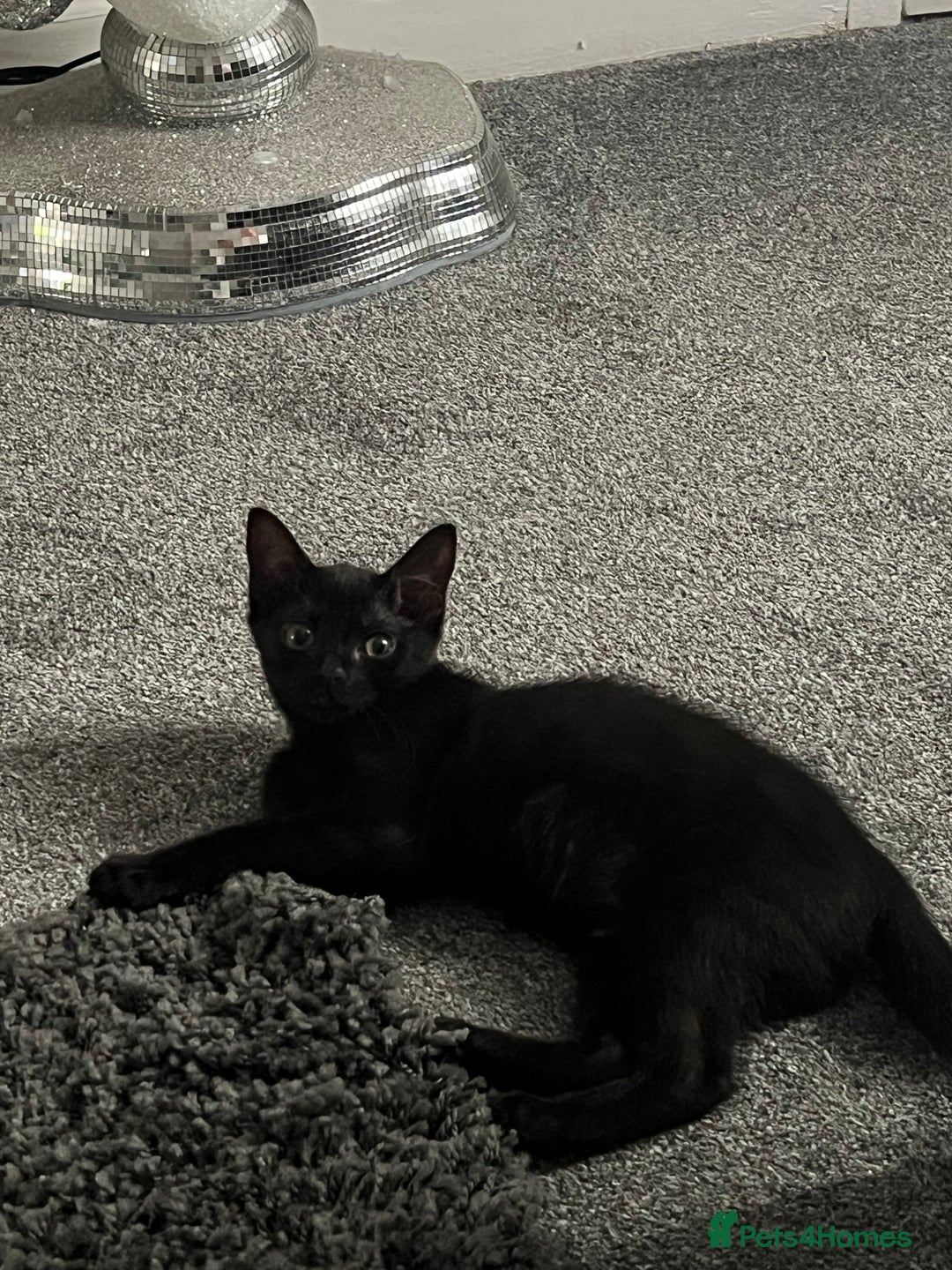Mixed Breed cats for sale: Kitten - Image 1