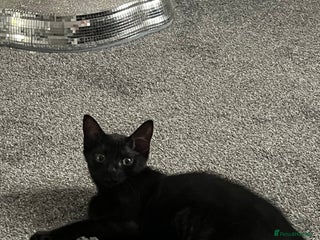 Mixed Breed cats - Advert 33