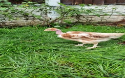 Chickens poultry for sale: Transylvanian Naked Neck Chicks - Image 6