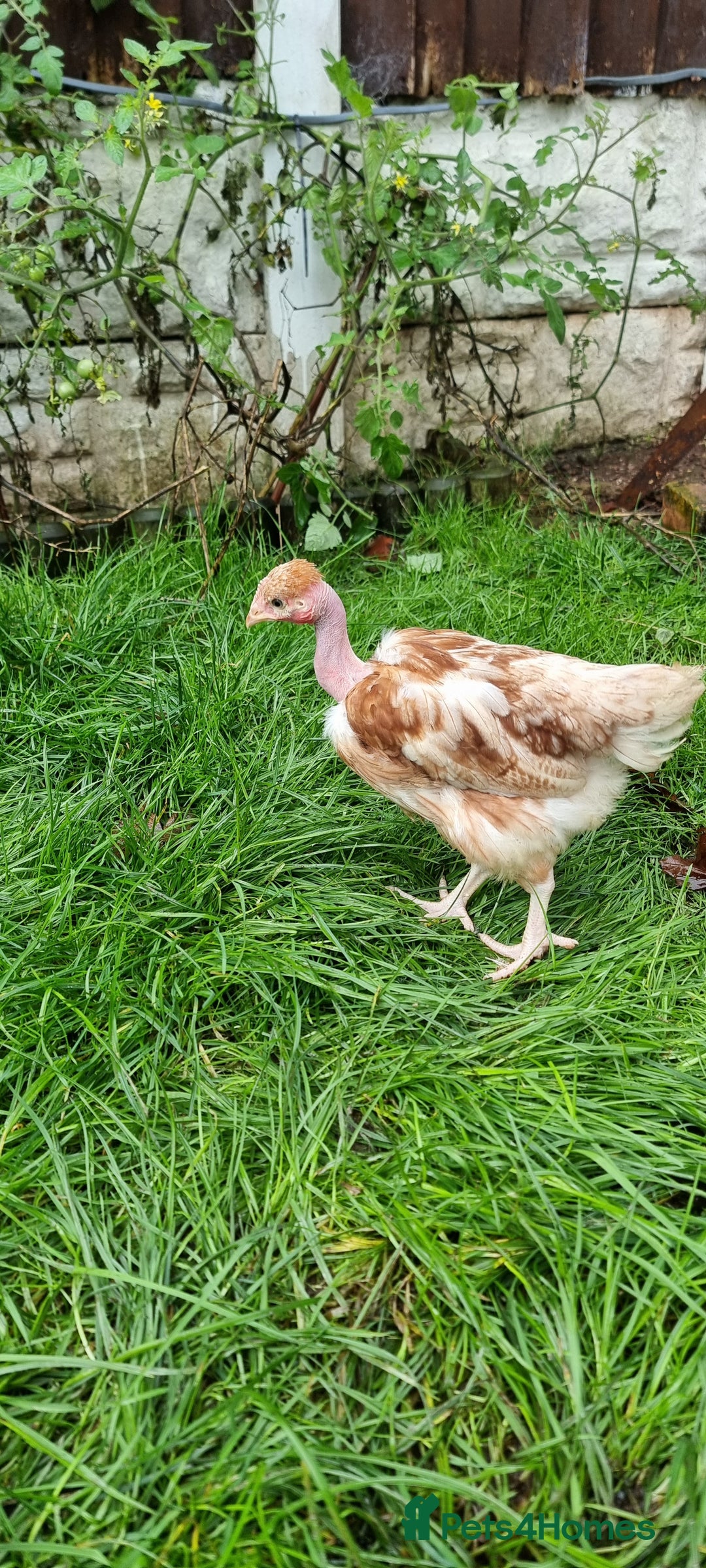 Chickens poultry for sale: Transylvanian Naked Neck Chicks - Image 6