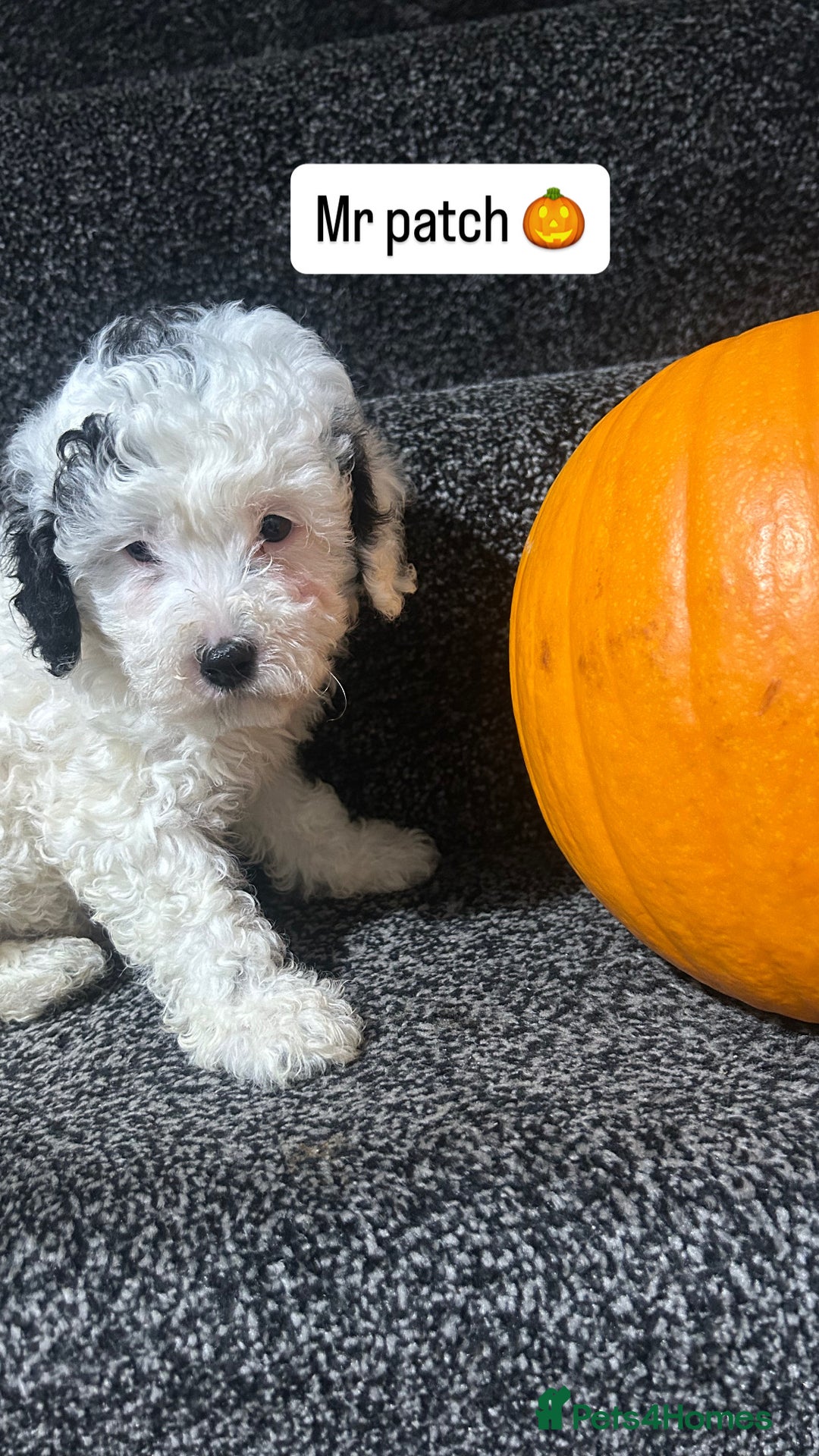 Cockapoo dogs for sale: Stunning toy cockapoo puppies  - Image 26