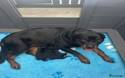 Rottweiler dogs for sale: 2 Stunning KC Pups Health Tested Parents  - Image 6