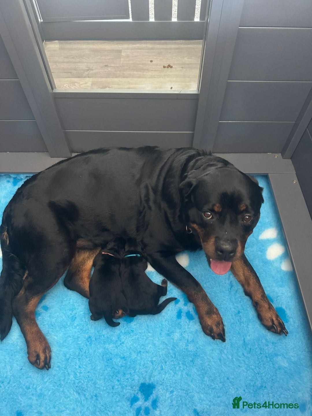 Rottweiler dogs for sale: 2 Stunning KC Pups Health Tested Parents  - Image 6