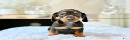 Miniature Dachshund dogs for sale: MINI DACHSHUND PUPPIES  - Advert 5