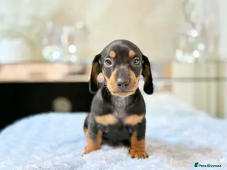Miniature Dachshund dogs MINI DACHSHUND PUPPIES - Advert 15