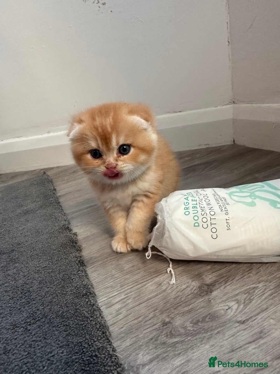 Scottish Fold cats for sale: Scottish fold Kitten Healthy &Loving - Advert 7