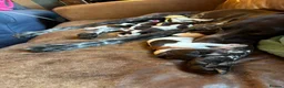 German Shorthaired Pointer dogs for sale: Beautiful GSP pups!Confident, lovingly socialised  - Advert 13