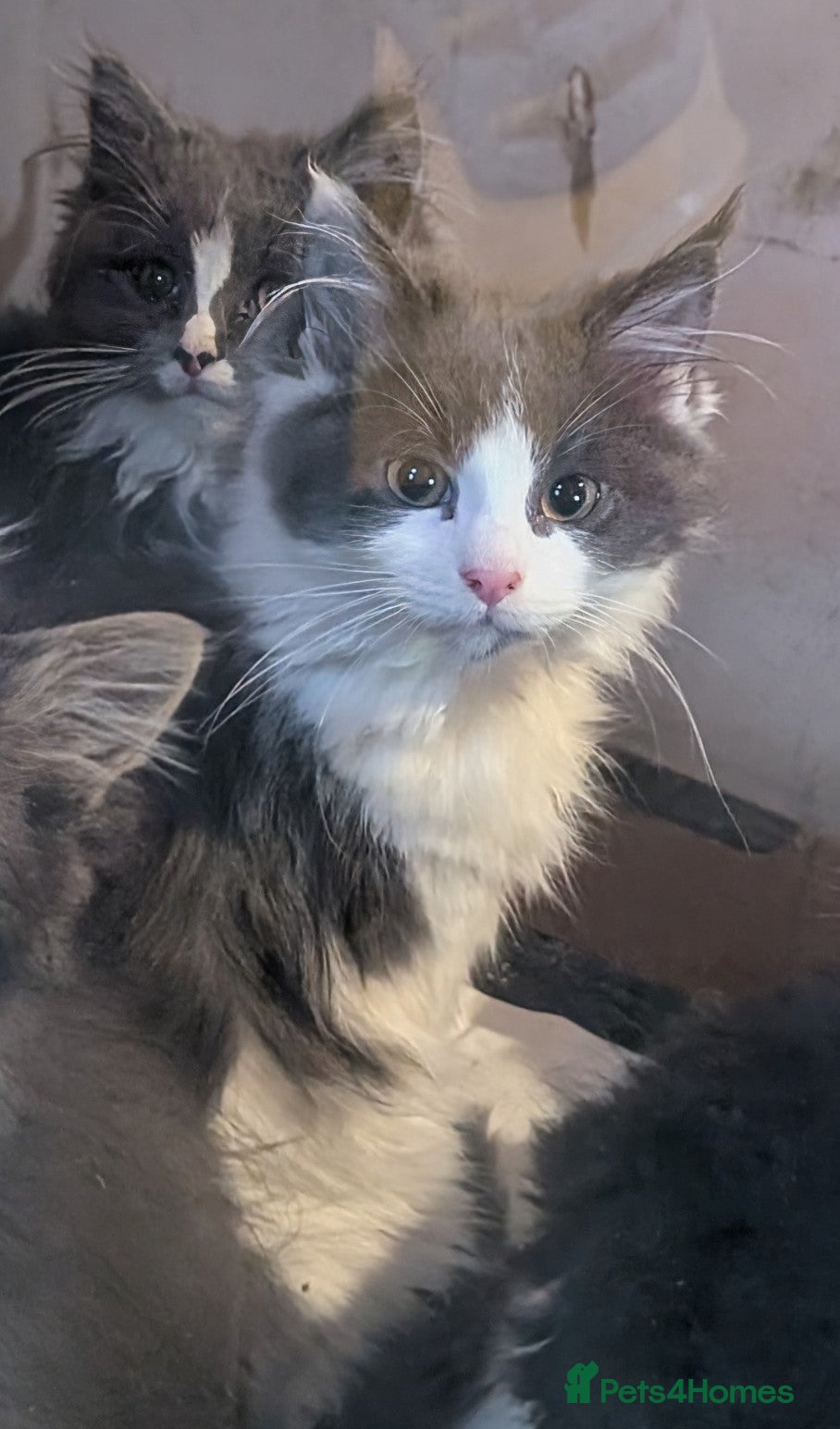 Maine Coon cats Maine Coon pedigree kittens  - Advert 5