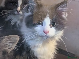 Maine Coon cats Maine Coon pedigree kittens - Advert 5