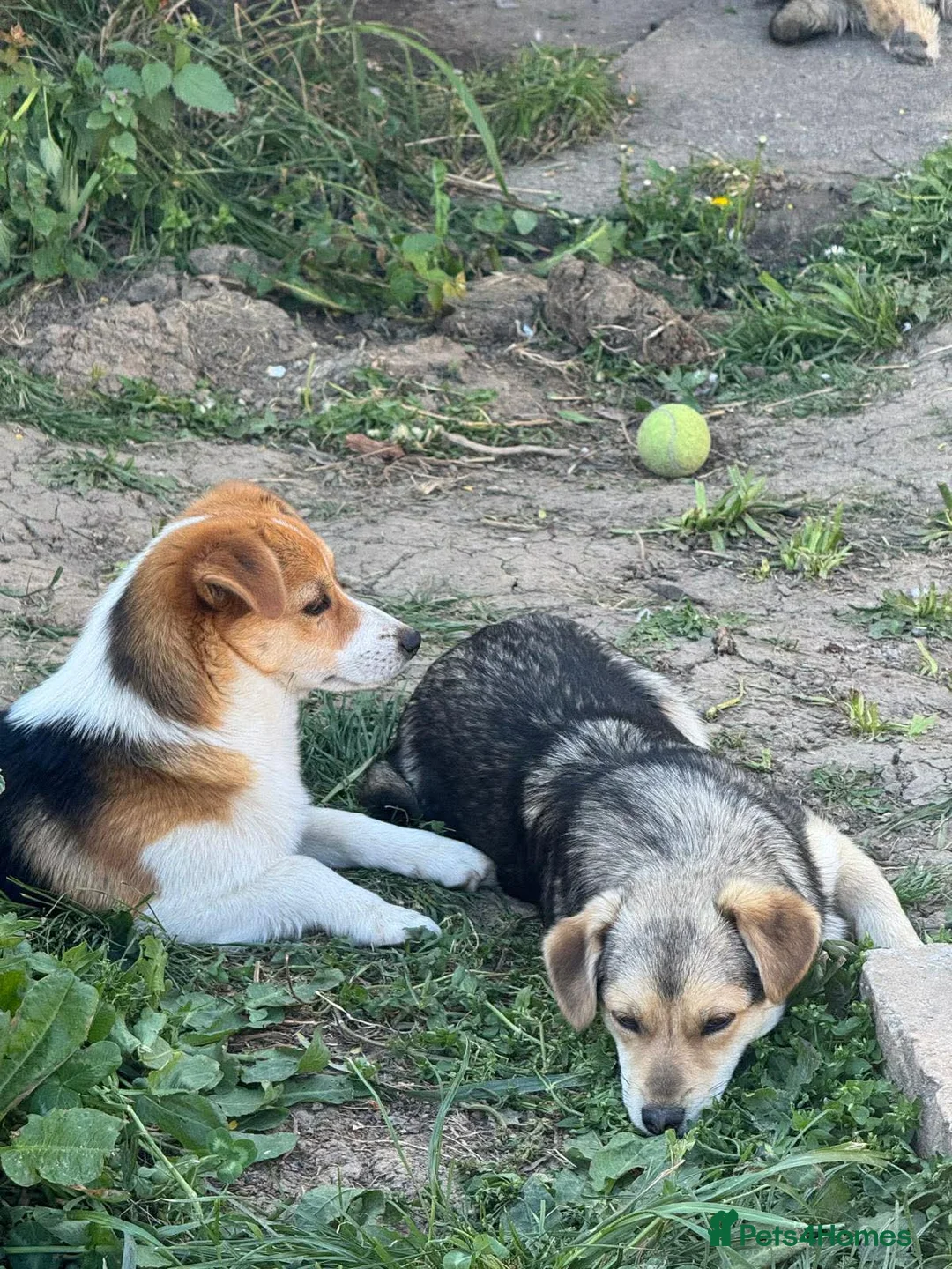 Mixed Breed dogs for adoption: Ella! in Staines - Advert 3