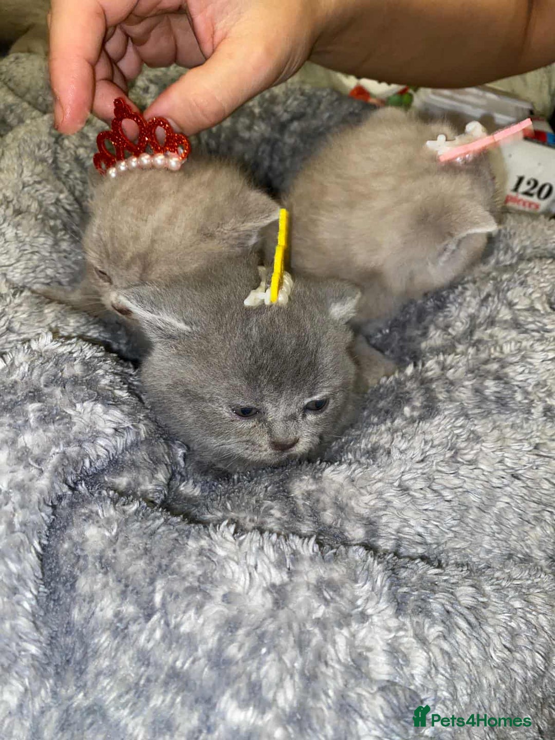 Scottish Fold cats for sale: Beautiful Scottish Fold Kittens🫶🏼😍 - Advert 9