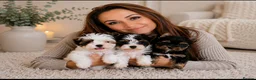 Yorkshire Terrier dogs for sale: 3 Tiny Yorkie Boys – Vaccinated & Ready - Advert 11