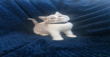 British Shorthair cats - Advert 1