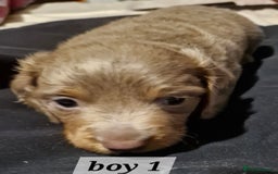 Dachshund dogs for sale: 7 beautiful dachshunds puppys - Image 32