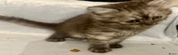 Persian cats for sale: Cute Half Persian Kittens  - Advert 15