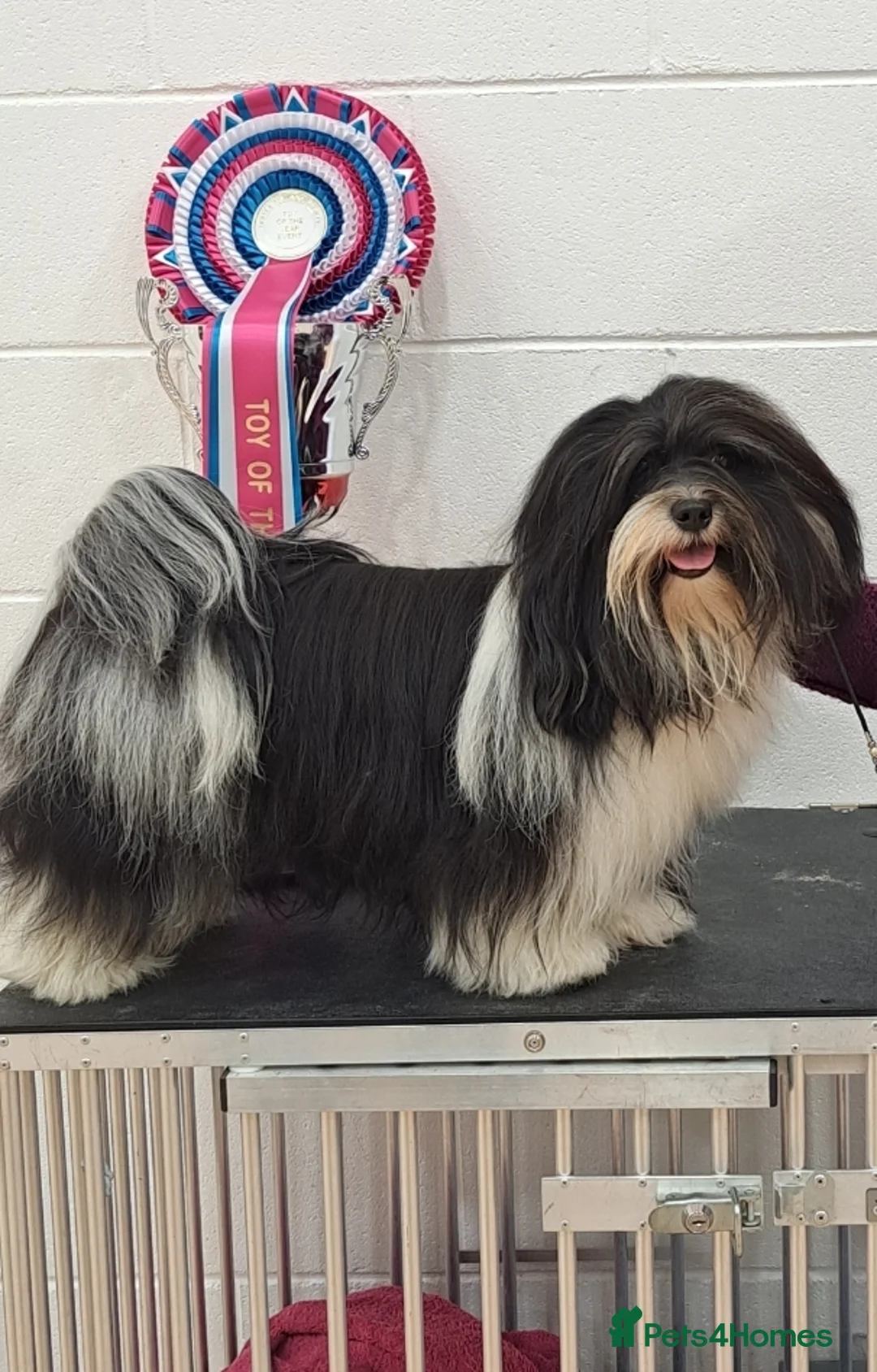 Havanese dogs for stud: Havanese for stud in Newtownards - Advert 2