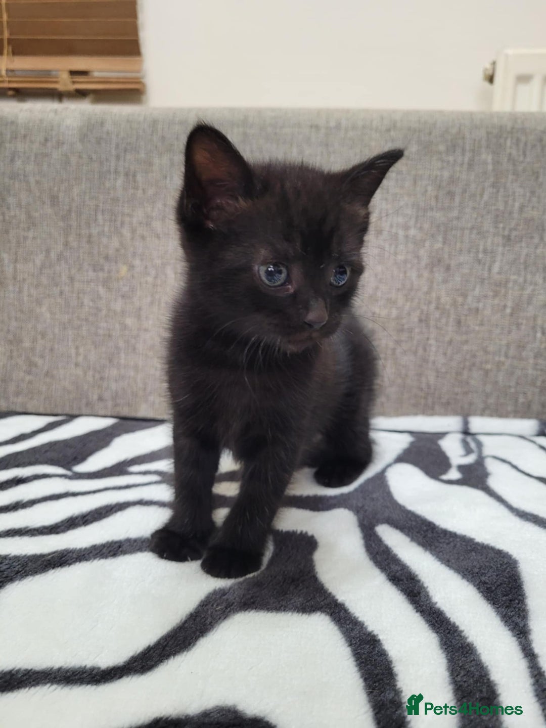Mixed Breed cats for sale: Beautiful Tabbies and Black kittens - Image 7