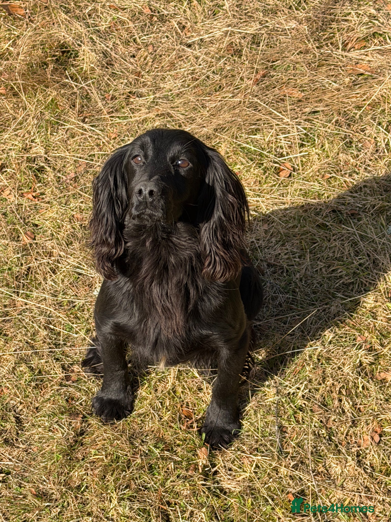 Cocker Spaniel dogs Kc registered Cocker spaniel puppies - Advert 2