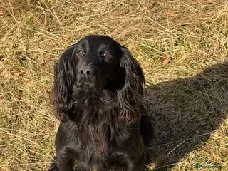 Cocker Spaniel dogs Kc registered Cocker spaniel puppies - Advert 2