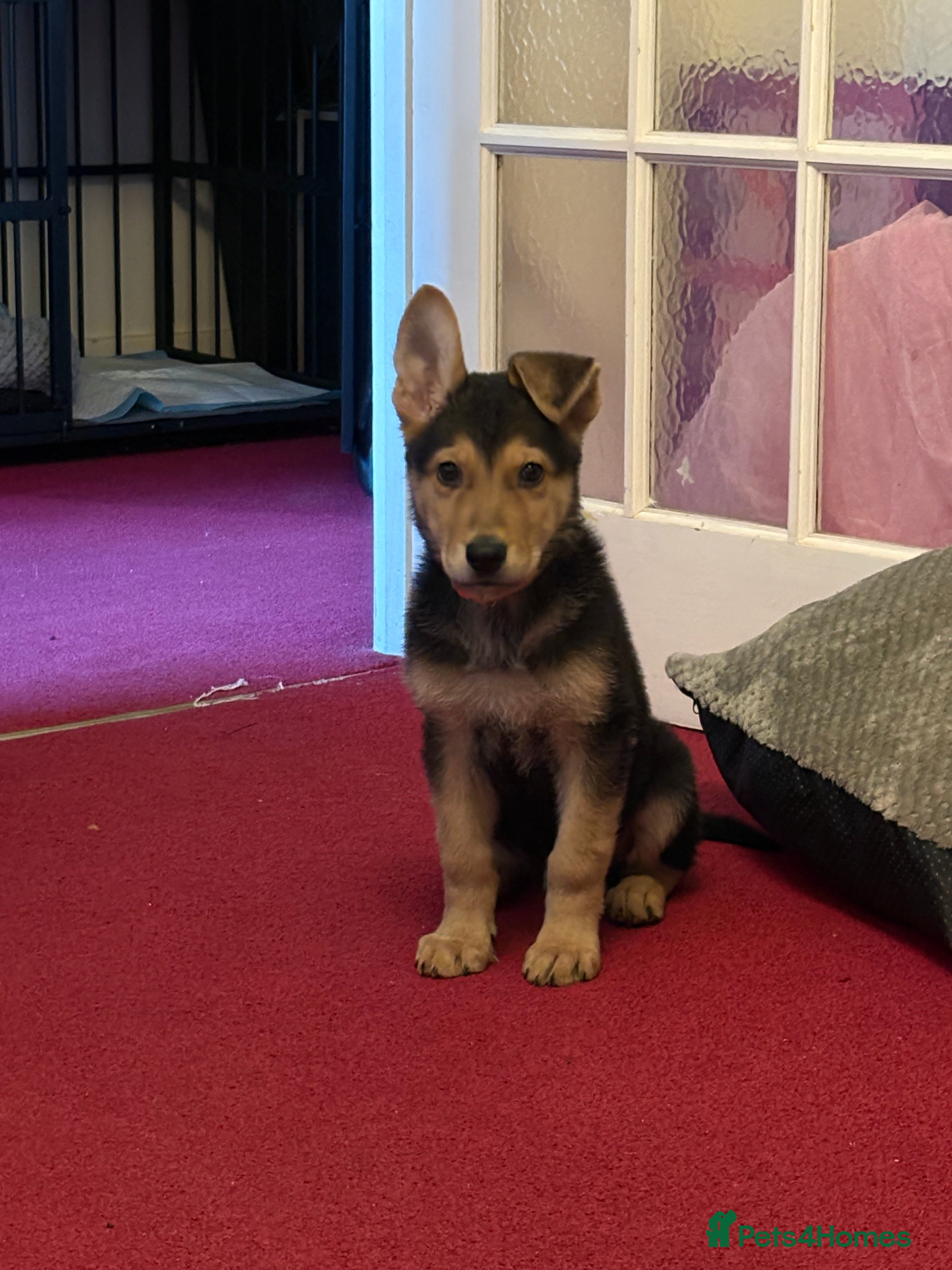 Mixed Breed dogs Urgent rehome needed for Axel. - Advert 1