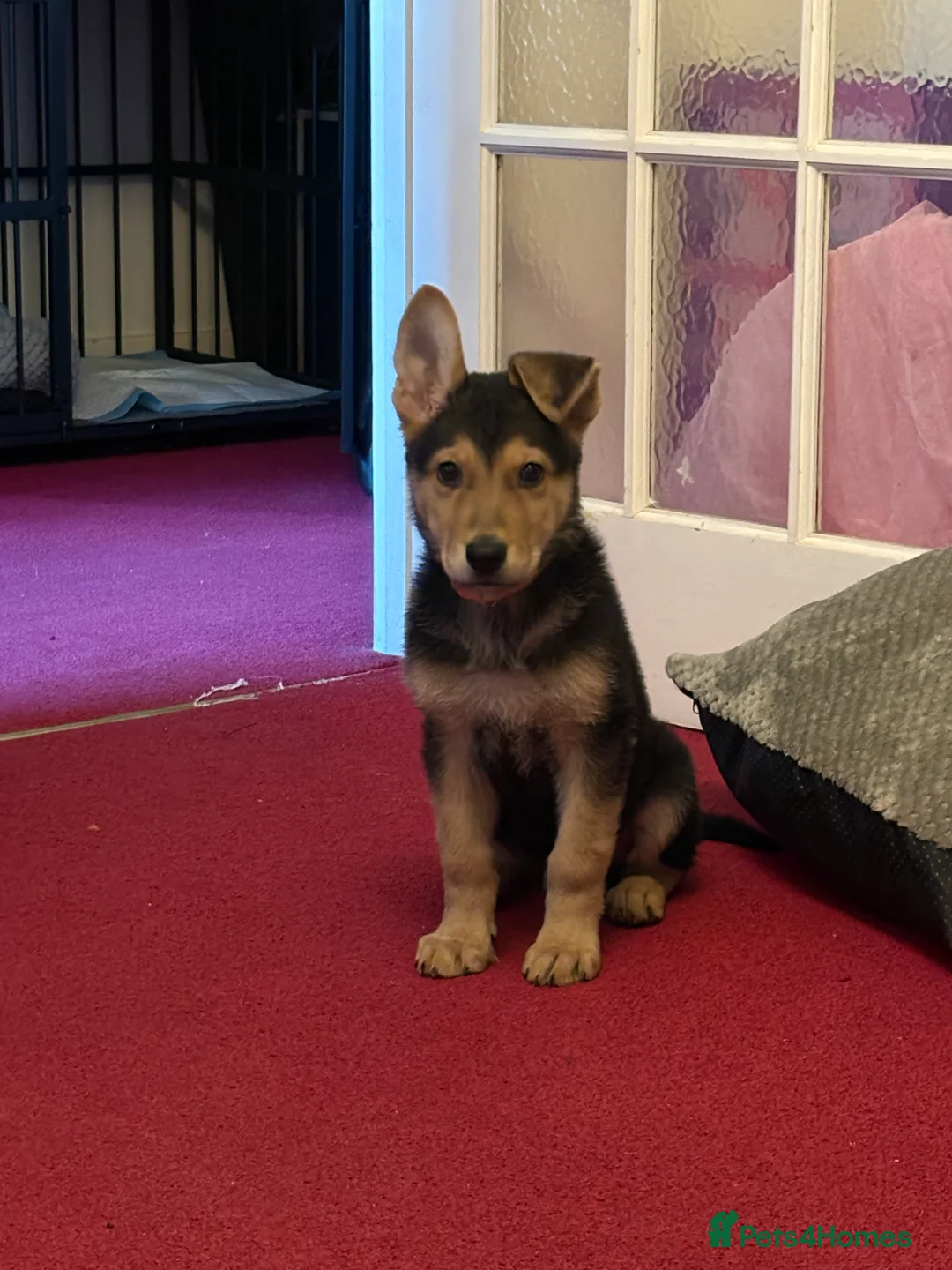 Mixed Breed dogs for sale: Urgent rehome needed for Axel. - Advert 1