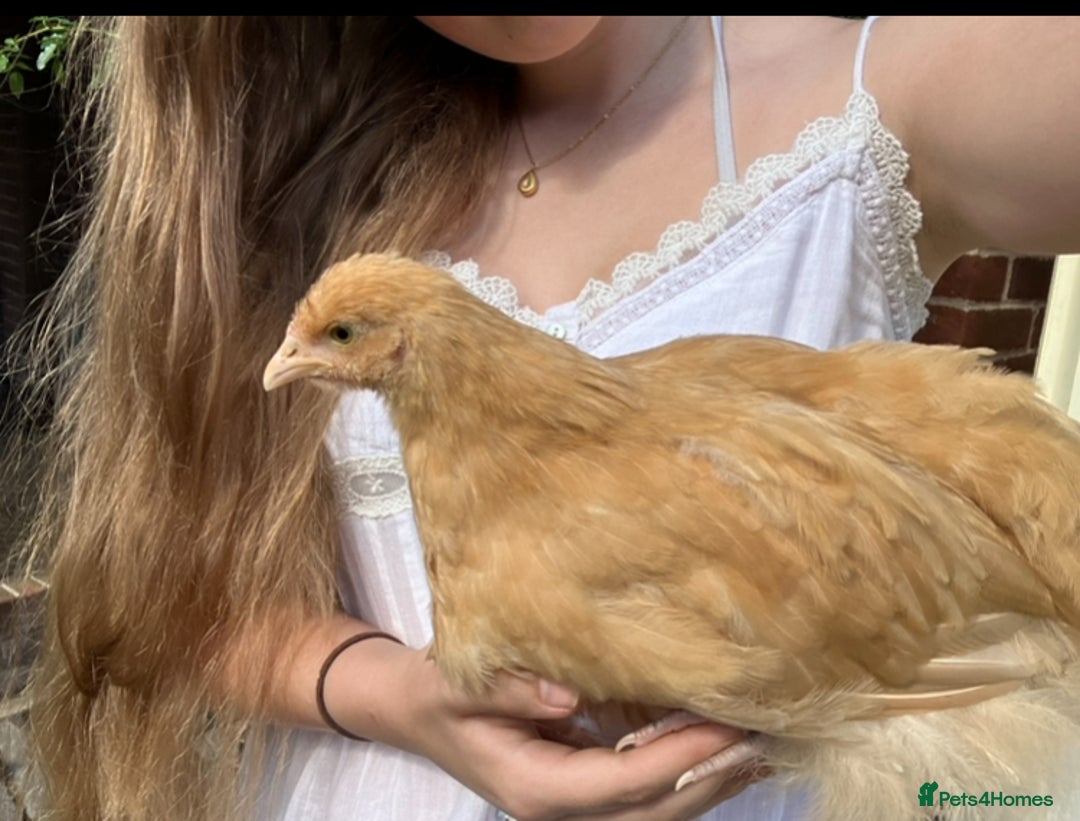 Chickens poultry for sale: Orpington chickens  - Image 5