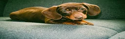 Miniature Dachshund dogs for sale: 9 week old boy - Advert 1