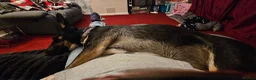 Mixed Breed dogs for sale: 6 month English Bull terrier F mix in Canterbury - Advert 6