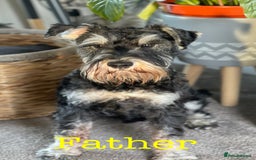 Miniature Schnauzer dogs for sale: Cutest KC Miniature Schnauzers - 3 boys/2 girls - Image 4