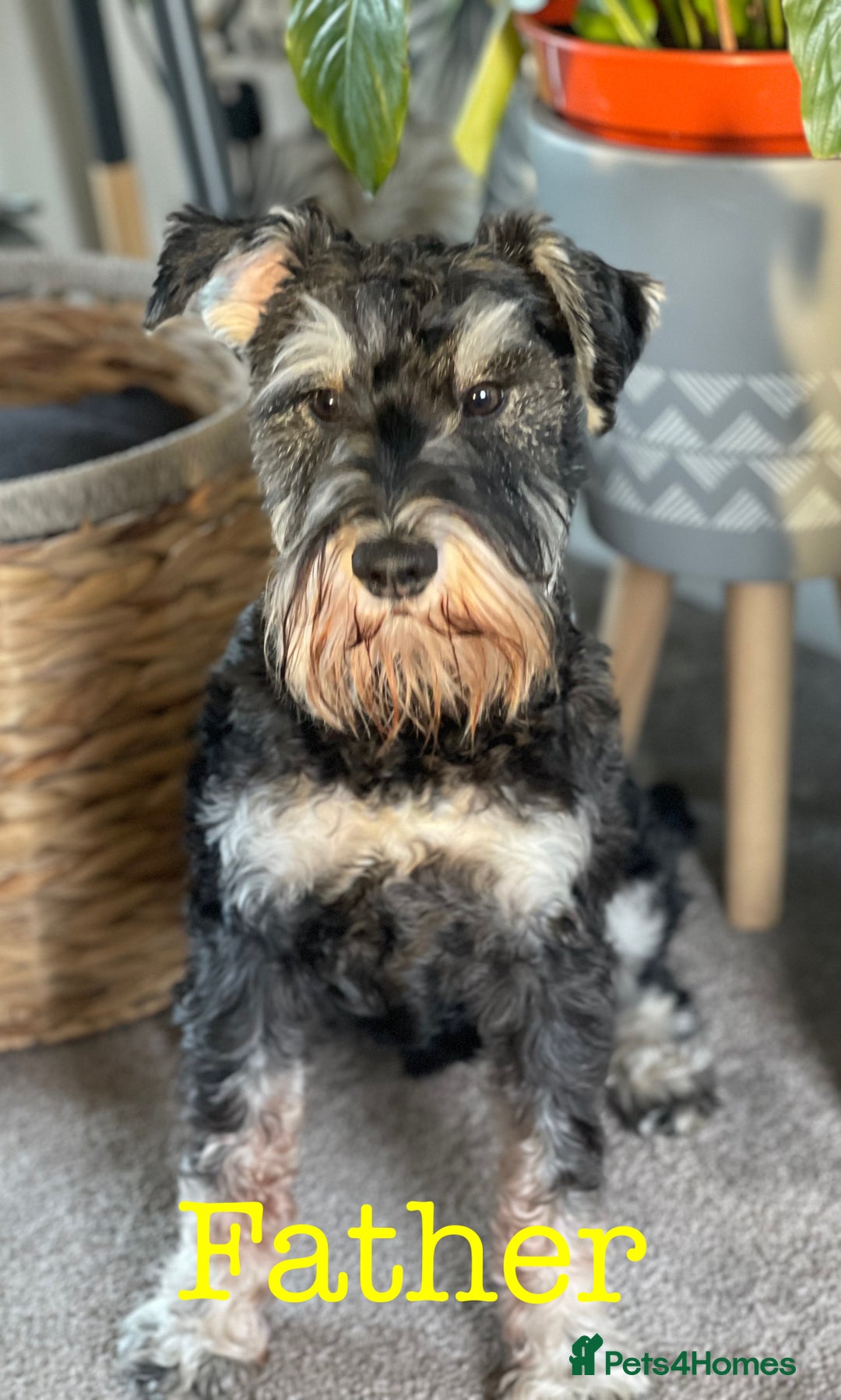 Miniature Schnauzer dogs for sale: Cutest KC Miniature Schnauzers - 3 boys/2 girls - Image 4