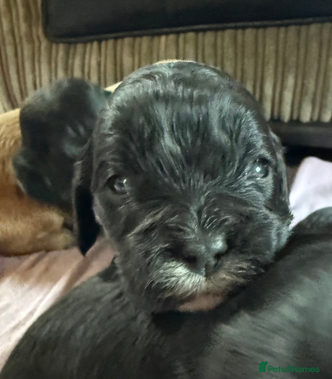 Mixed Breed dogs for sale: Gorgeous toy apricot and black cavapoos  - Advert 4