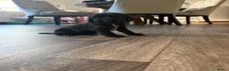 Cocker Spaniel dogs for sale: Show/working cocker spaniels🐶 - Advert 5