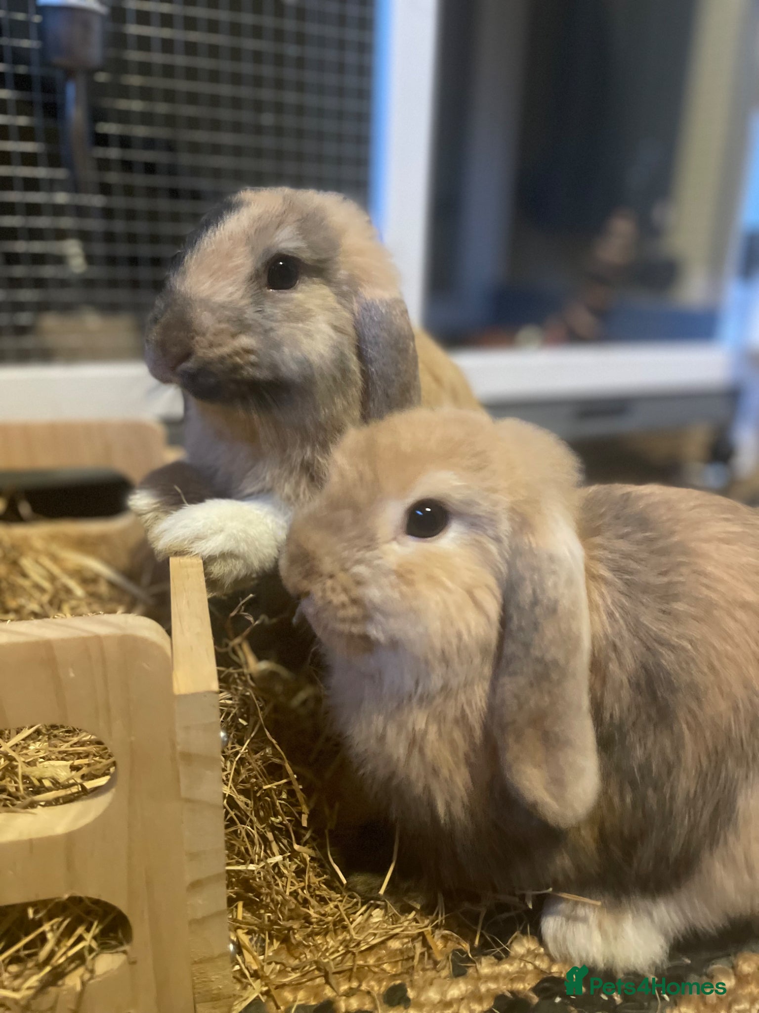 Mini Lop rabbits Two friendly lovely male mini lops  - Advert 17