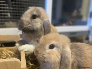 Mini Lop rabbits Two friendly lovely male mini lops - Advert 11