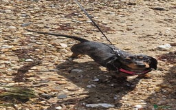 Miniature Dachshund dogs for sale: Frankie needs a loving home  - Image 3
