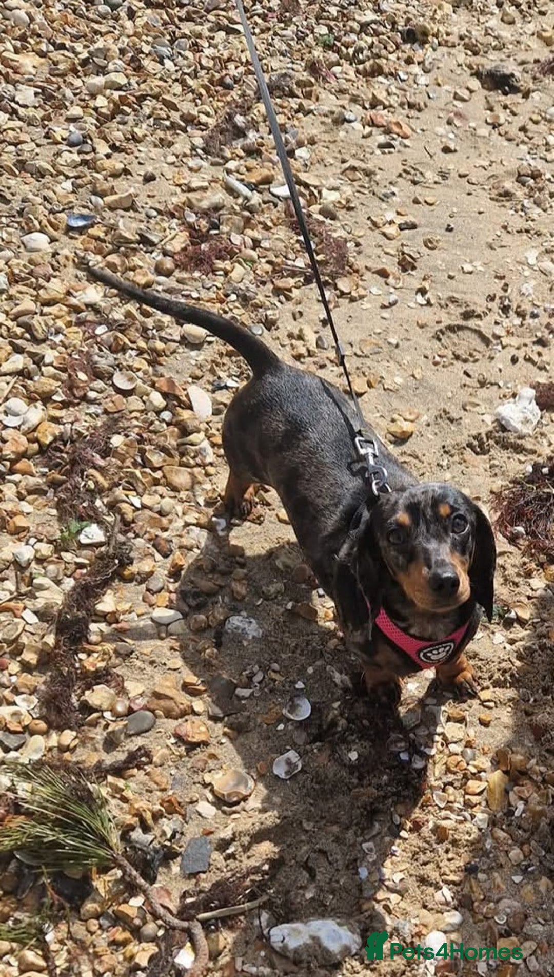 Miniature Dachshund dogs for sale: Frankie needs a loving home  - Image 3