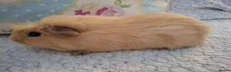 Guinea Pig rodents for sale: Lovely Young Guinea-Pigs Ready Now  - Advert 3