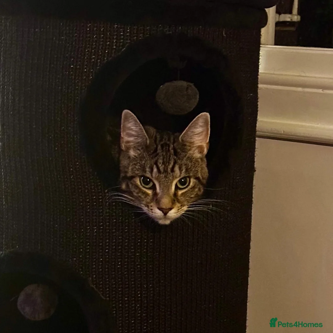 Mixed Breed cats for sale: Rehome. Loving 2yo Male Tabby - Advert 6