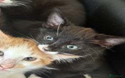 Mixed Breed cats for sale: Cheeky kittens - Image 4