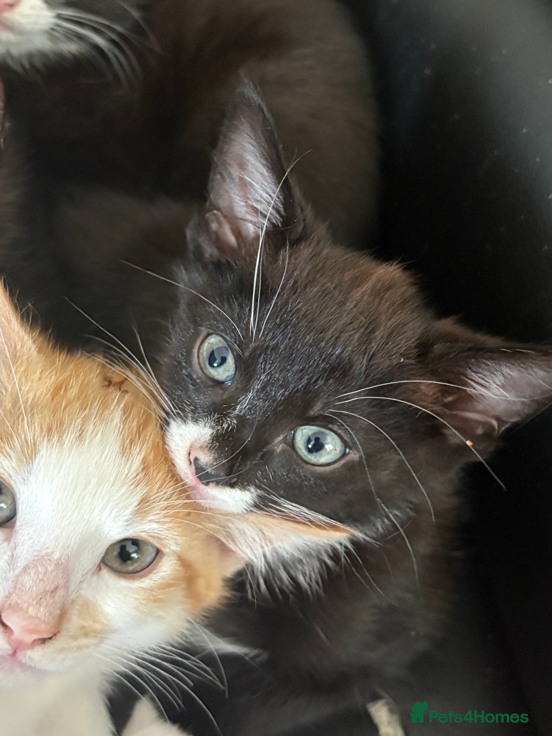 Mixed Breed cats for sale: Cheeky kittens - Image 4