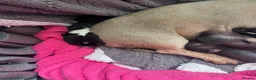 Dachshund dogs for sale: Dachshund cross Chinese crested  - Advert 13