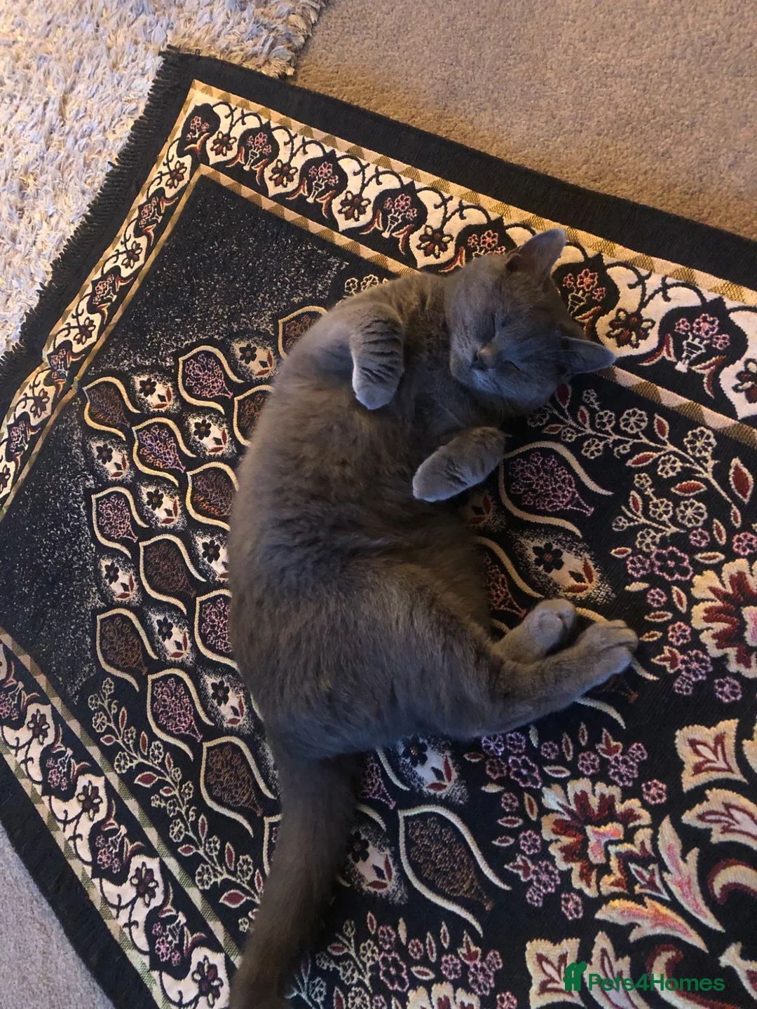 British Shorthair cats for sale: British shorthair cat - Advert 1