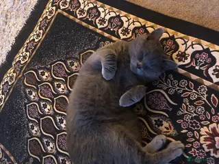 British Shorthair cats British shorthair cat - Advert 3