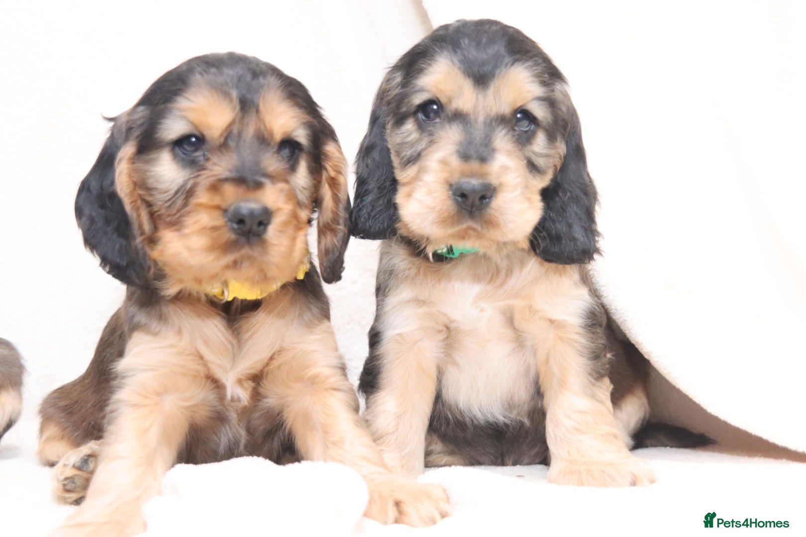 Cocker Spaniel dogs 🤎🧡 Chocolate Sable & Tan 🧡🤎 - Advert 4