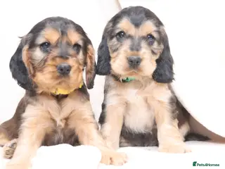Cocker Spaniel dogs 🤎🧡 Chocolate Sable & Tan 🧡🤎 - Advert 2