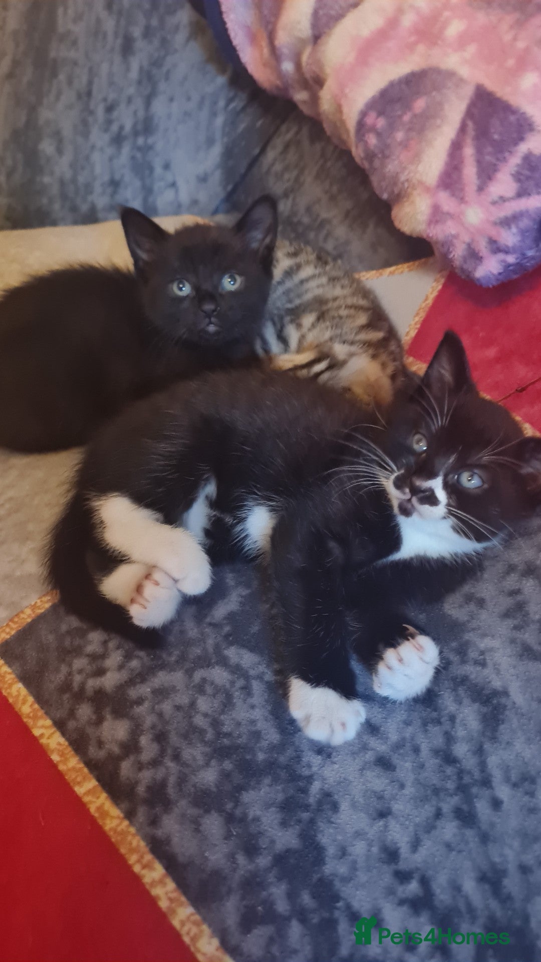 Mixed Breed cats 3 adorable Kittens  - Advert 2