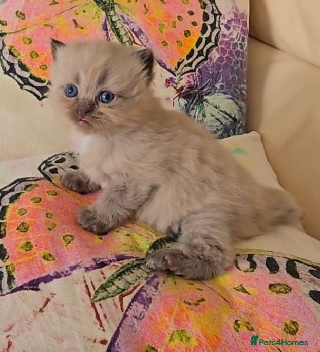 Persian cats Quality Minuet Persians - Advert 2